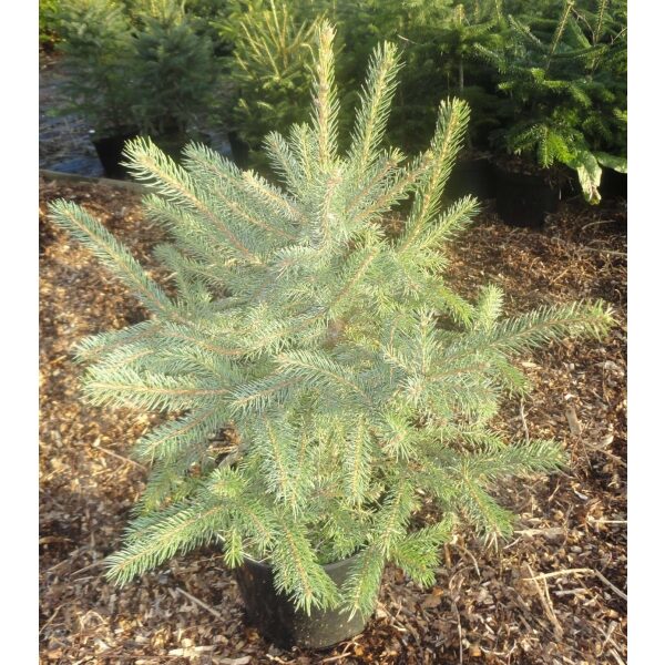 Blue Spruce (Rental) – Leigh Trees