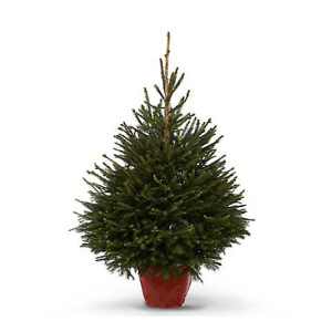 Norway Spruce Potted